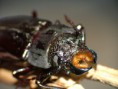/album/coleoptera/mallodon-spinibarbis-1-jpg/